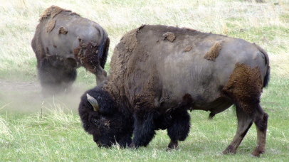 Bisons im Custer State Park