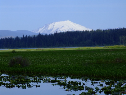 Mount St. Helens vom Wetland Trail