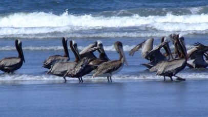 Copalis Beach