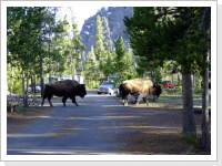 Yellowstone National Park, Wyoming