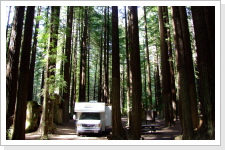 Humbolt Redwood State Park, Kalifornien